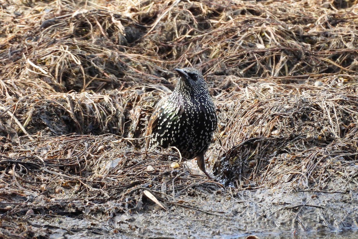 European Starling - ML646209420