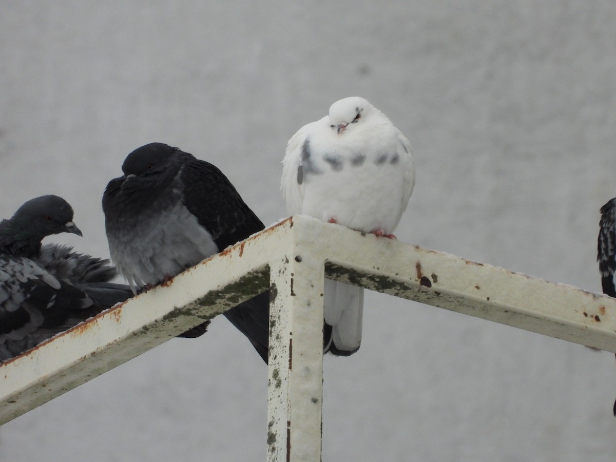 Rock Pigeon (Feral Pigeon) - ML646209425