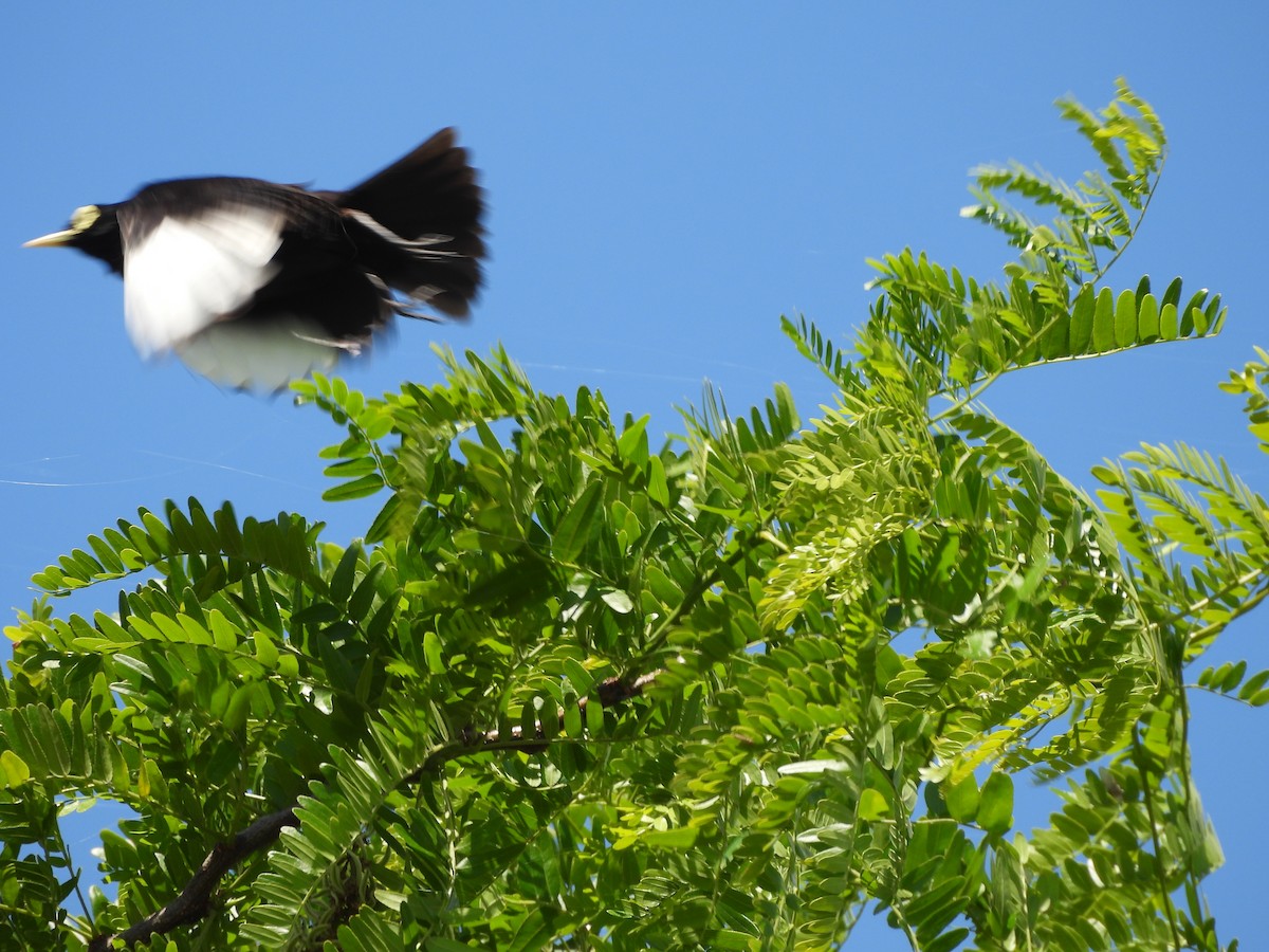 Spectacled Tyrant - ML646209429