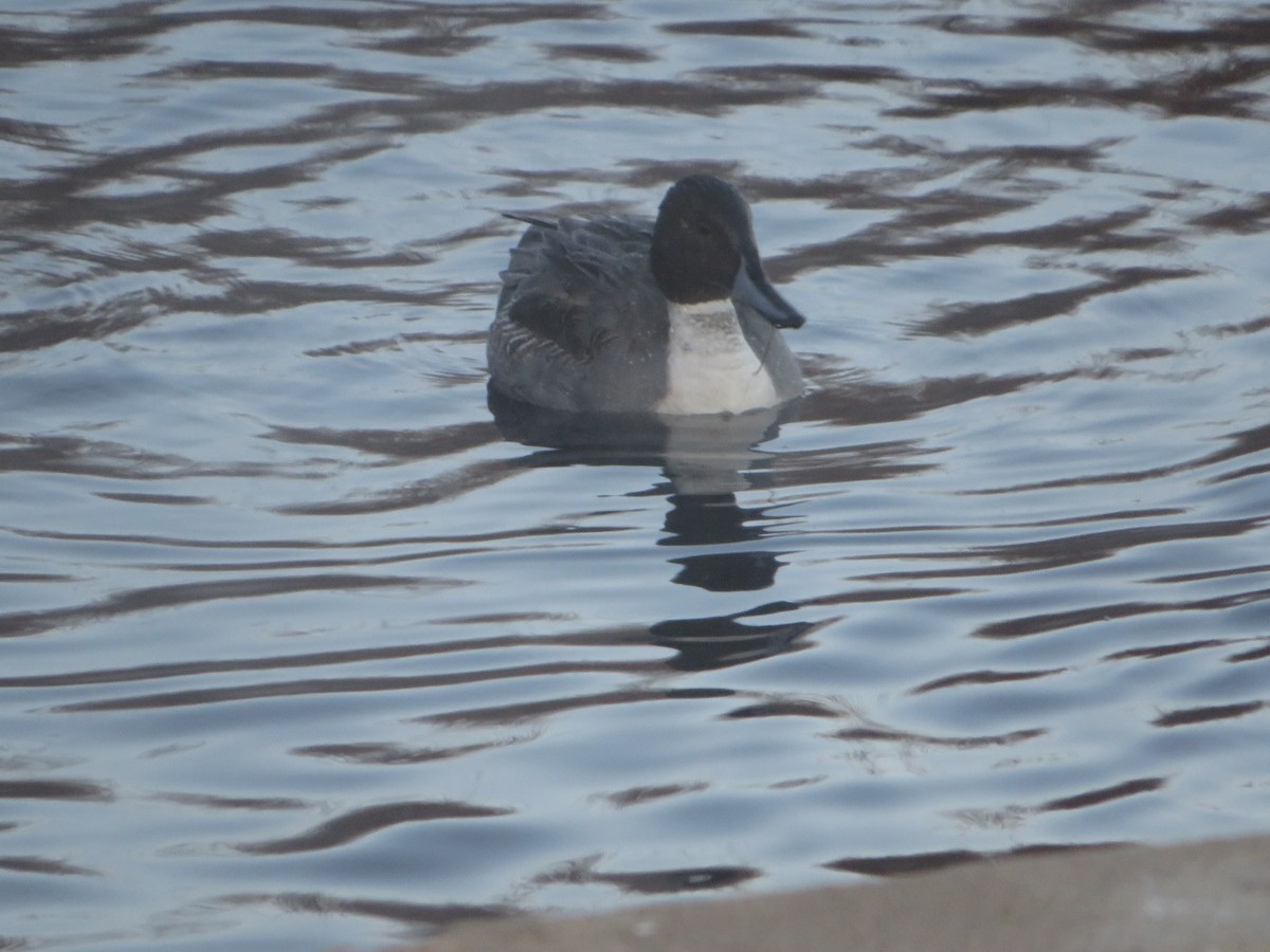Northern Pintail - ML646209430