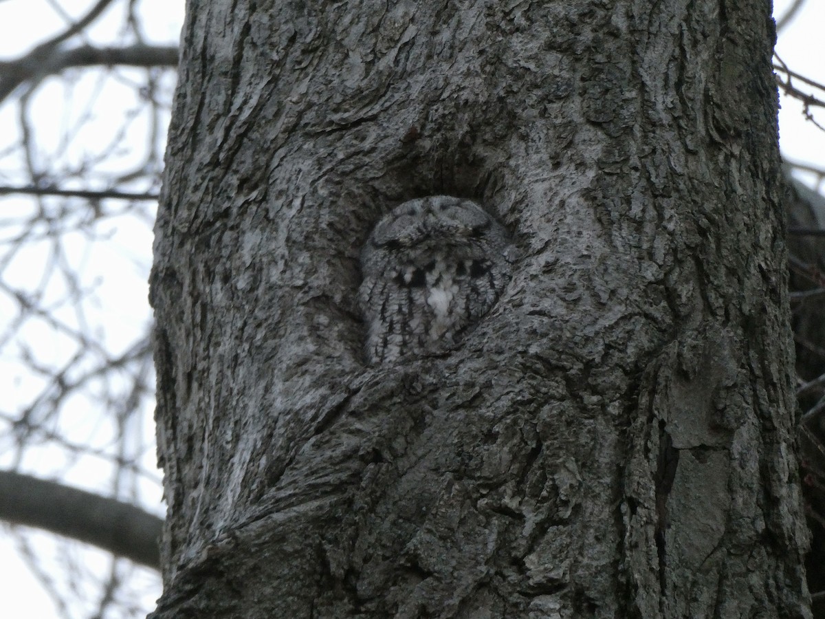Eastern Screech-Owl - ML646209434