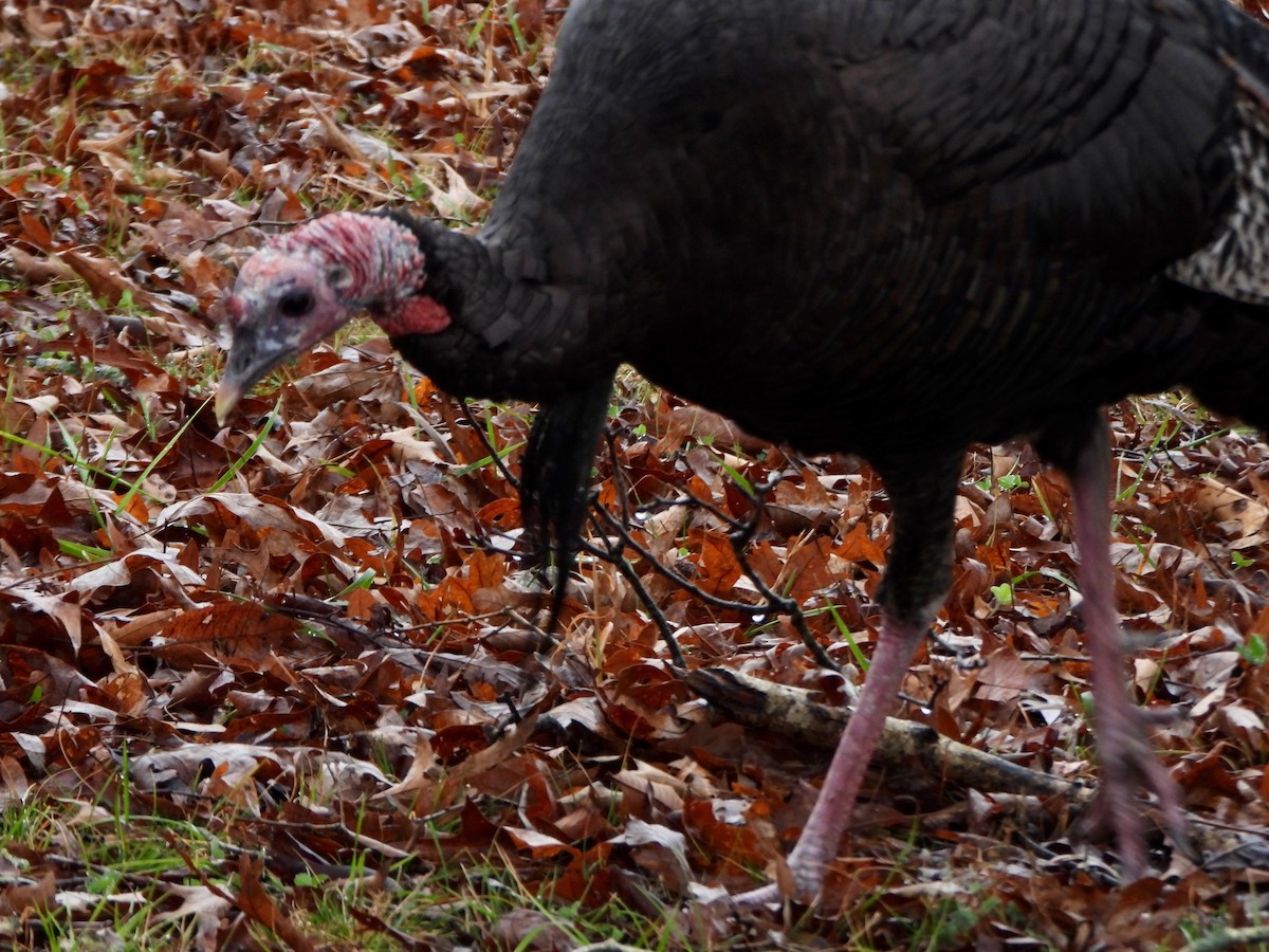 Wild Turkey - ML646209436