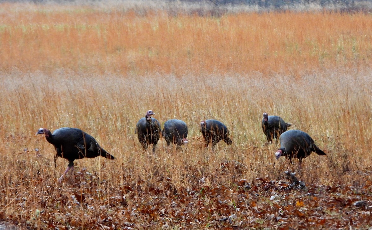 Wild Turkey - ML646209437