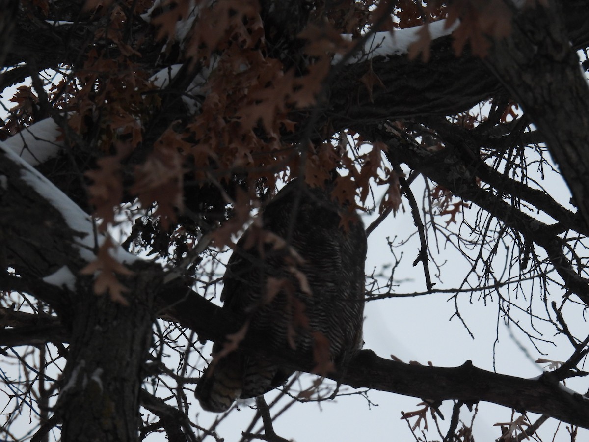 Great Horned Owl - ML646209440