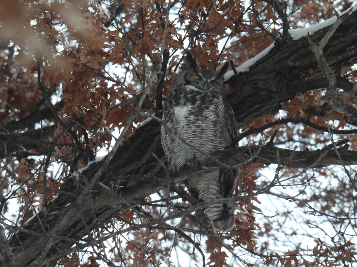 Great Horned Owl - ML646209441