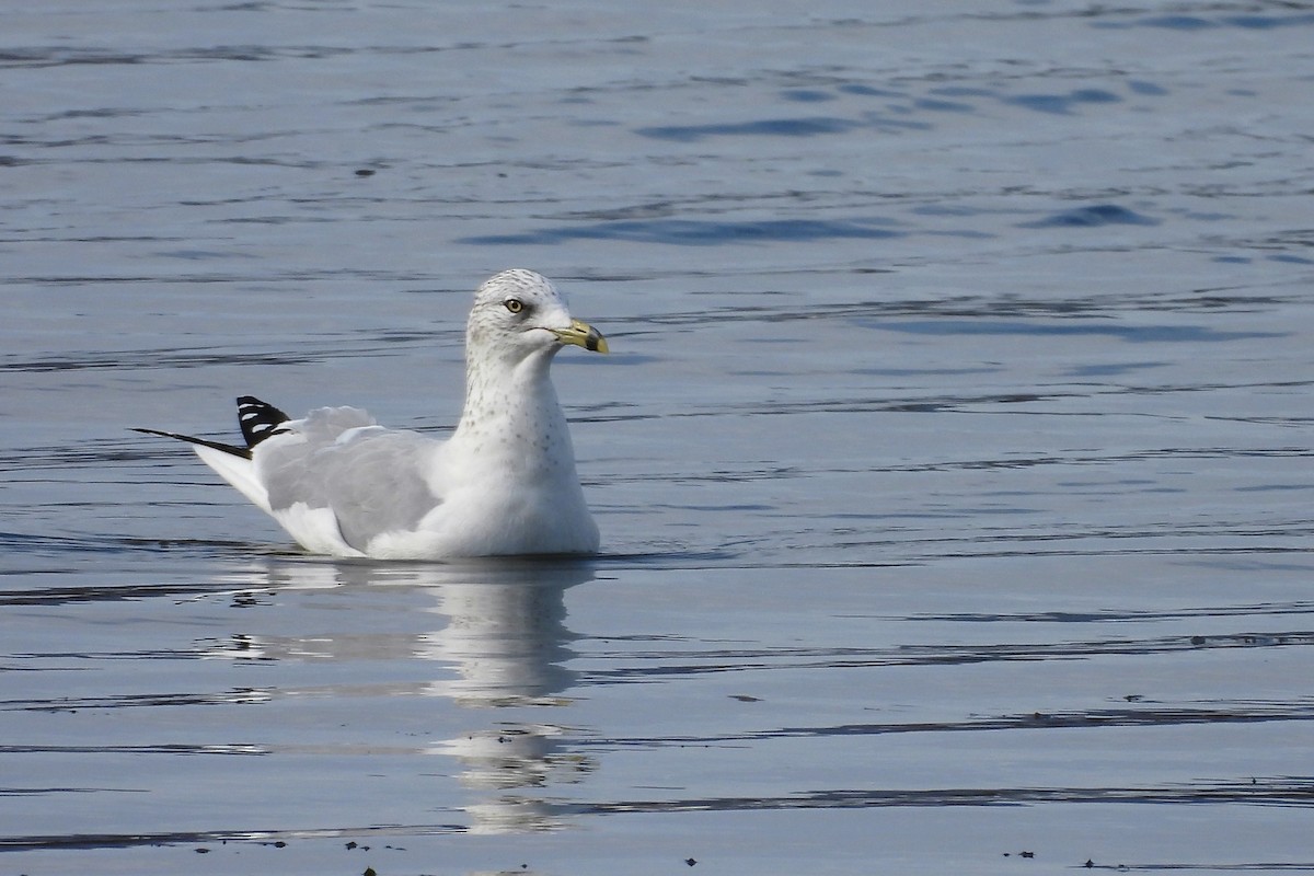 Ring-billed Gull - ML646209442