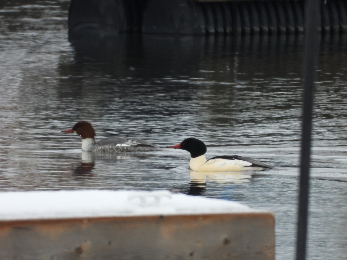 Common Merganser - ML646209444