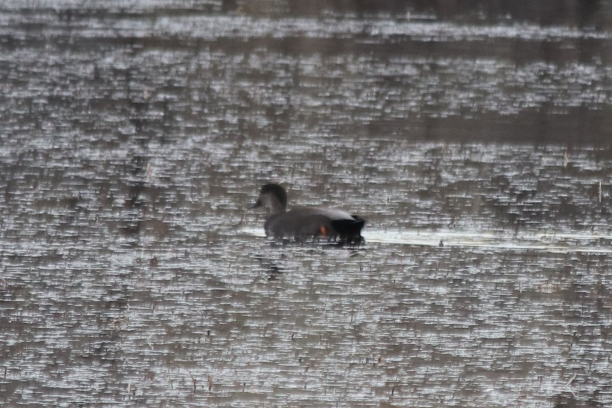 kopřivka obecná - ML646209453