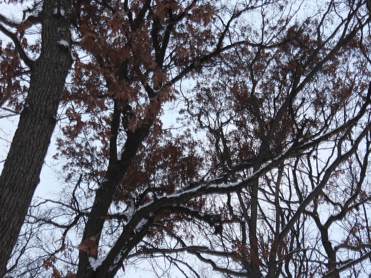 Great Horned Owl - ML646209454