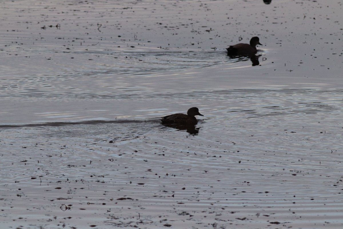 kopřivka obecná - ML646209455