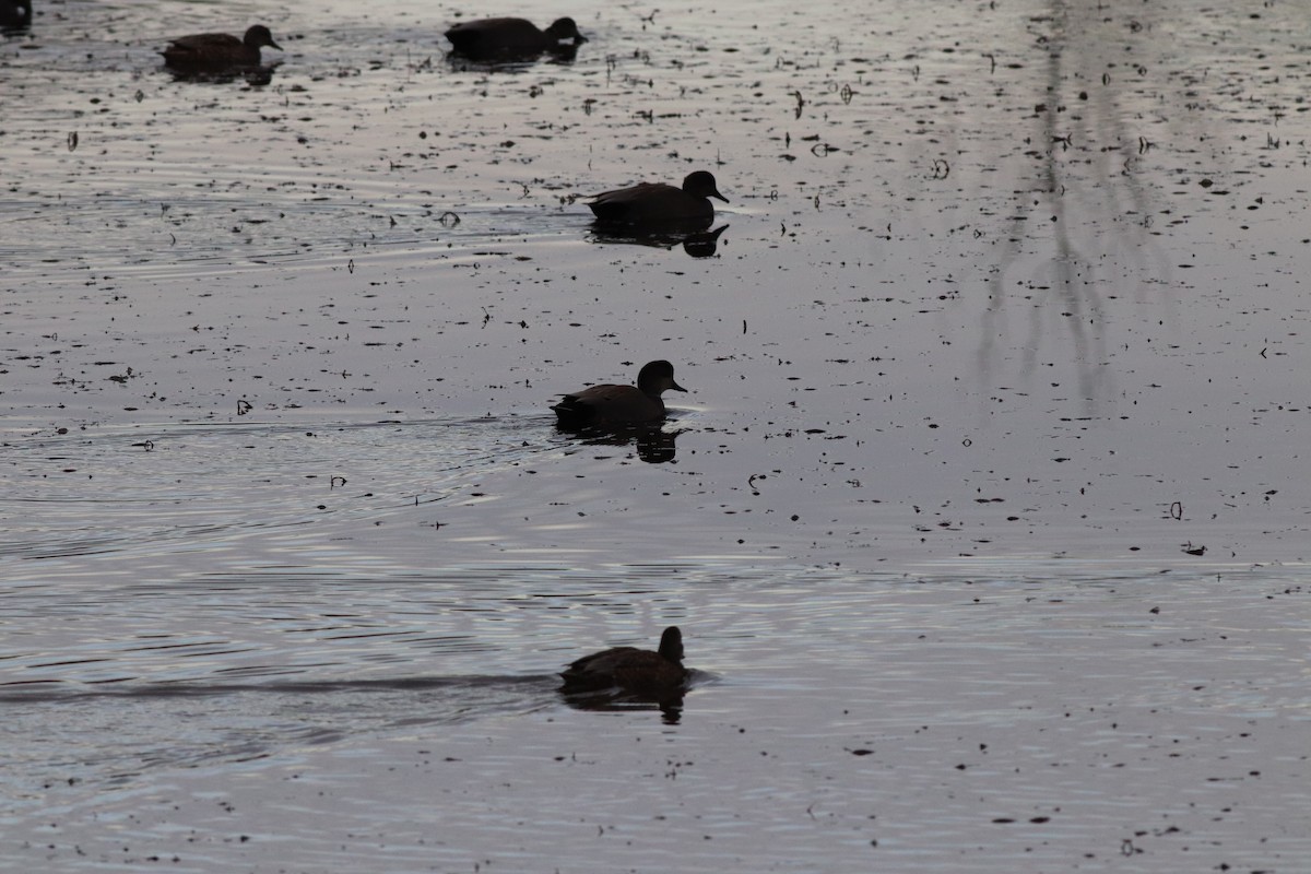 kopřivka obecná - ML646209456