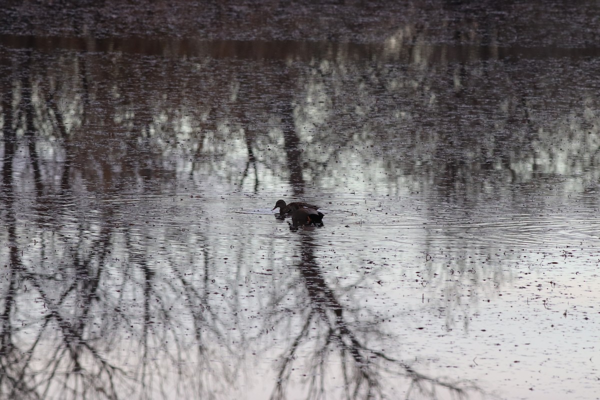 kopřivka obecná - ML646209457