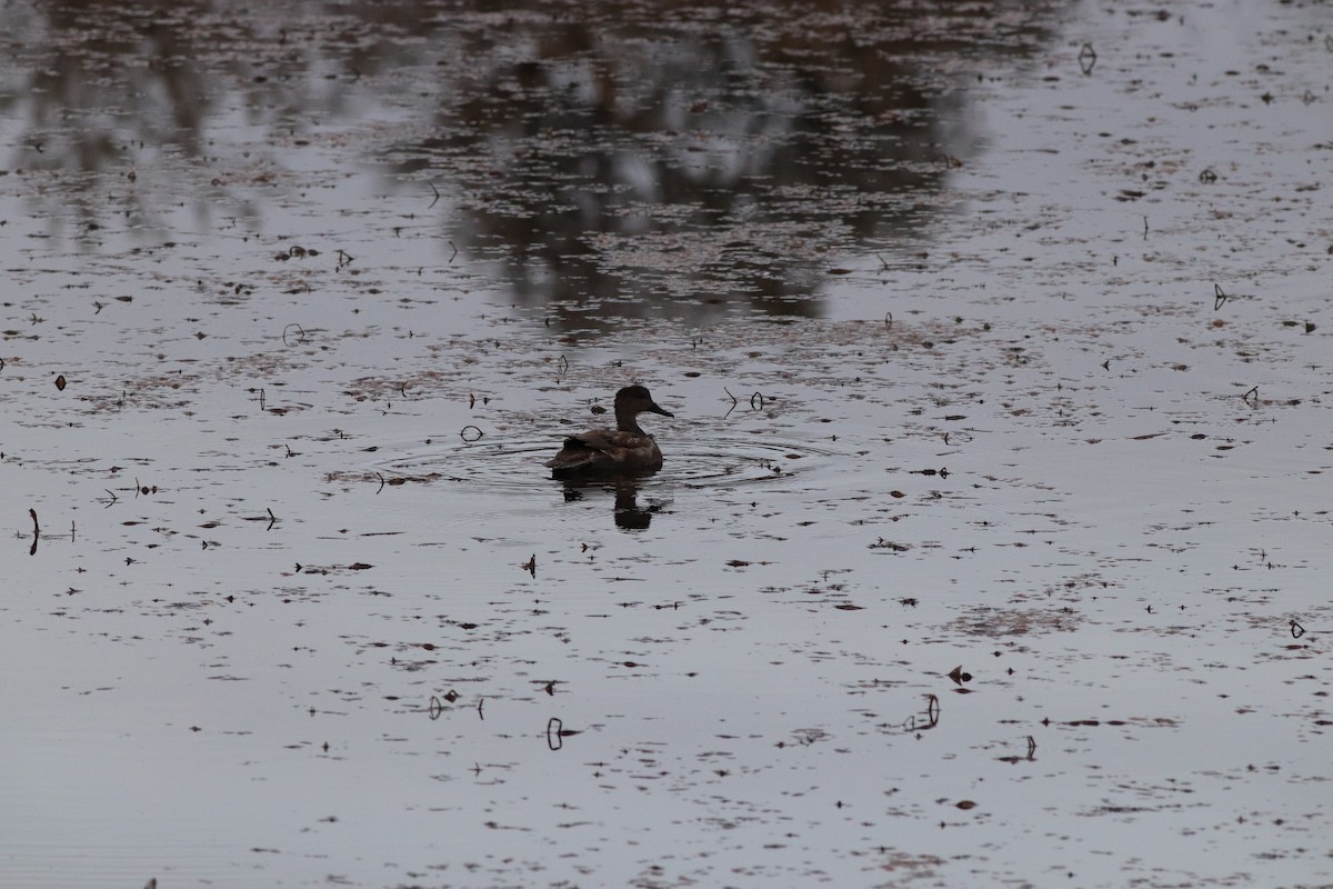 kopřivka obecná - ML646209458