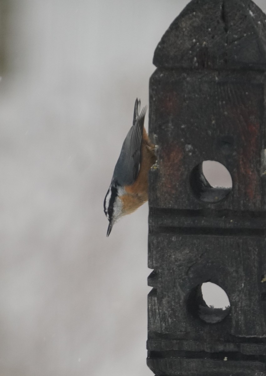 Red-breasted Nuthatch - ML646209462