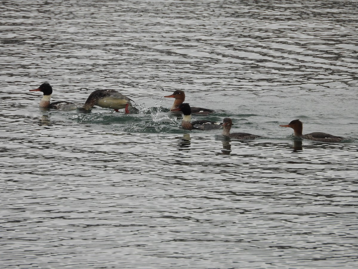 Red-breasted Merganser - ML646209463