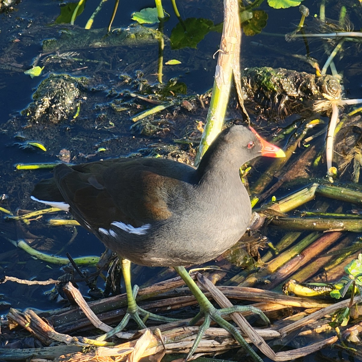 slípka americká - ML646209467