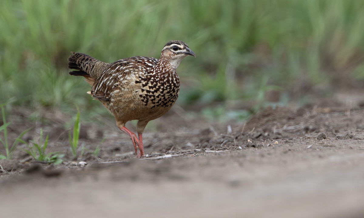Crested Francolin - ML646209473
