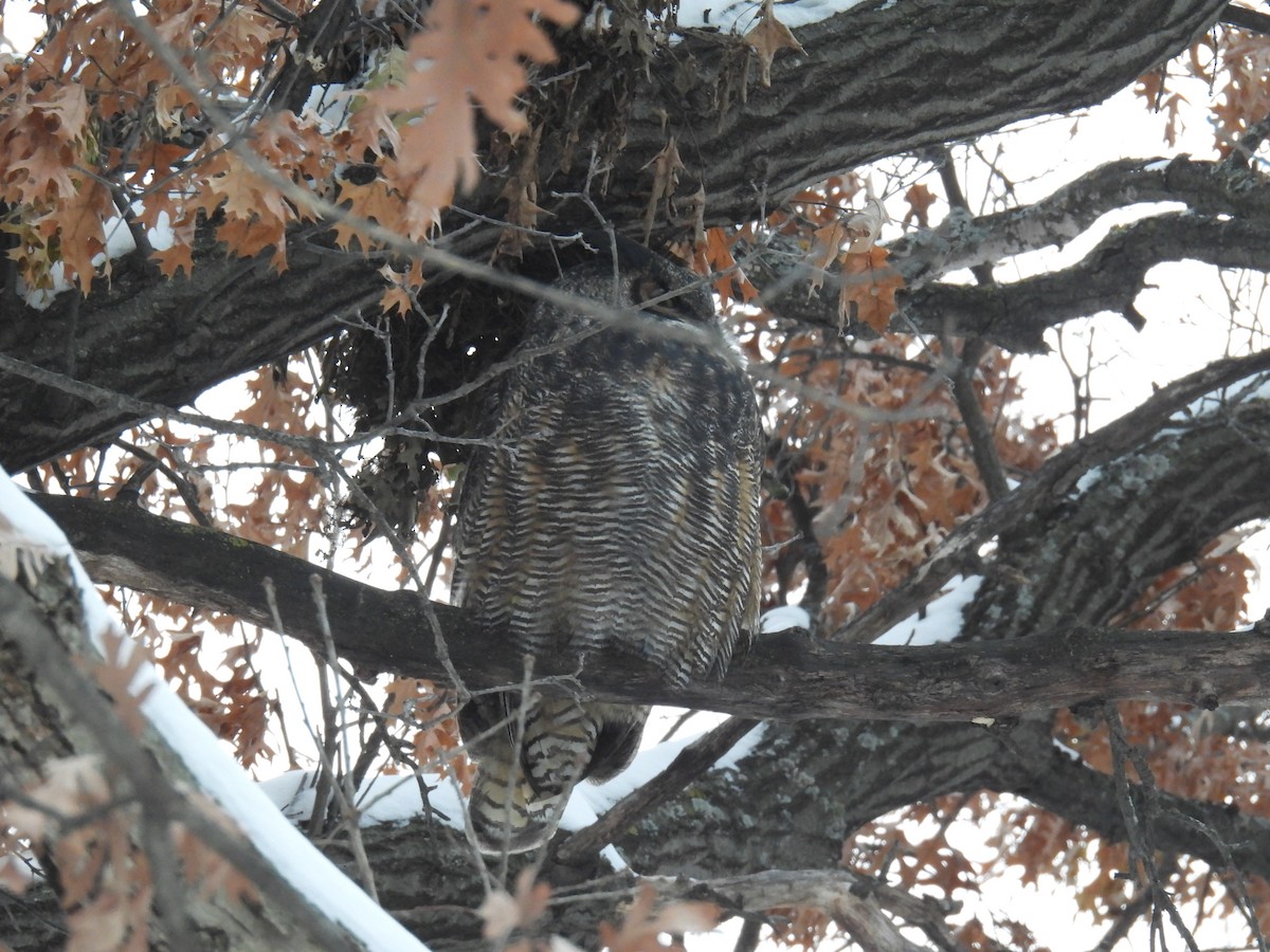 Great Horned Owl - ML646209476