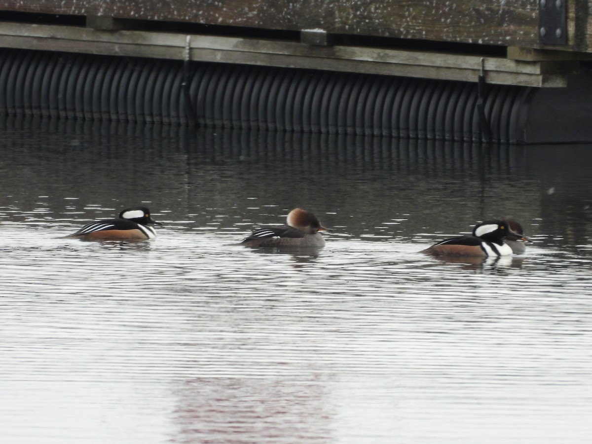 Hooded Merganser - ML646209478