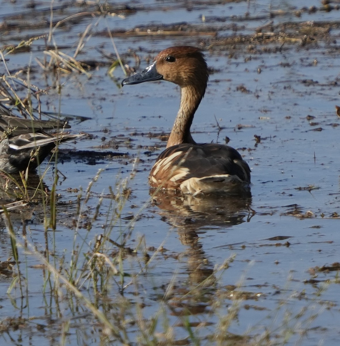 husička bažinná - ML646209479