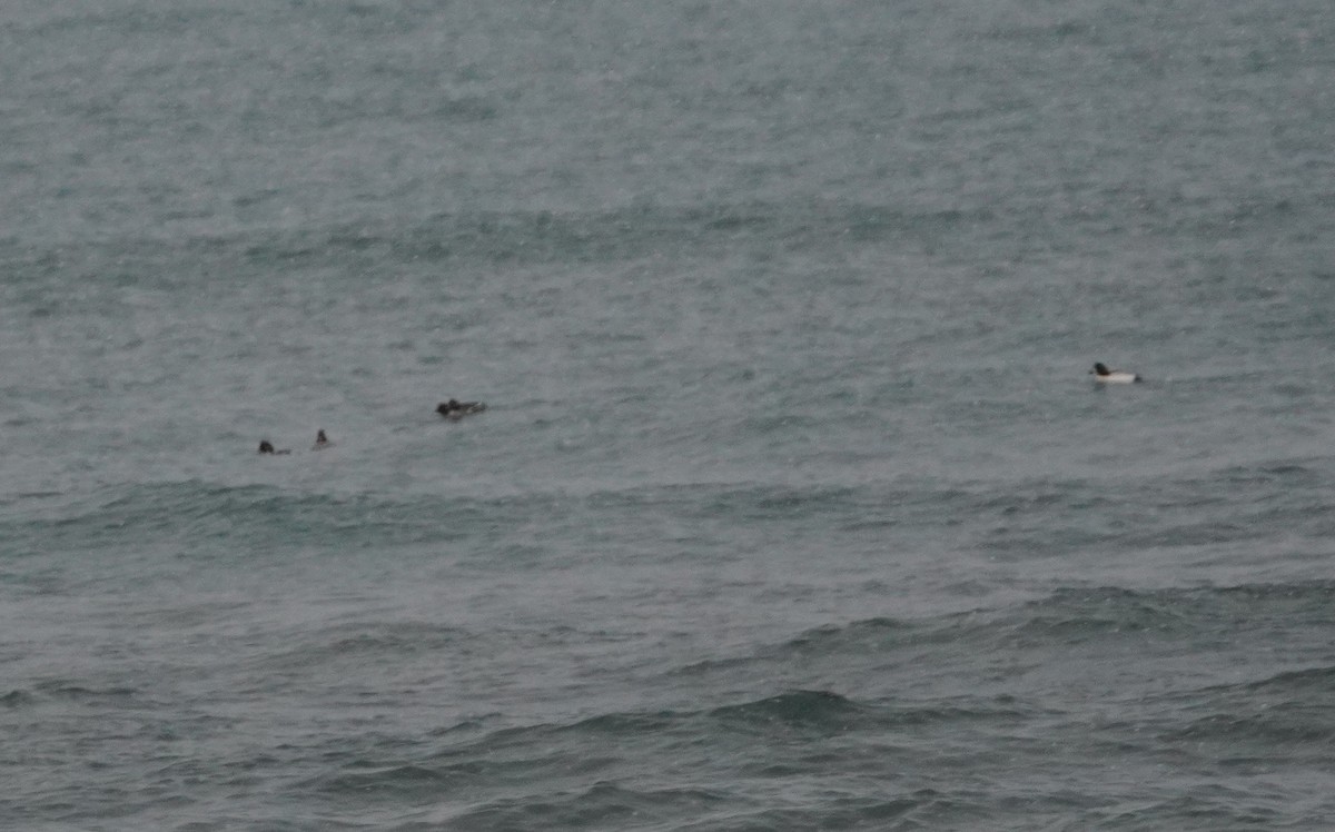 Common Goldeneye - ML646209481