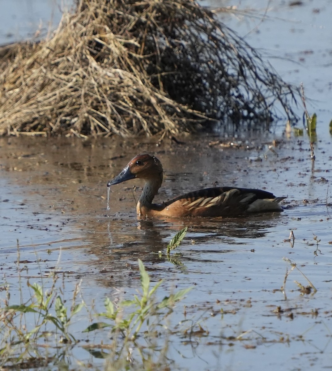 husička bažinná - ML646209482