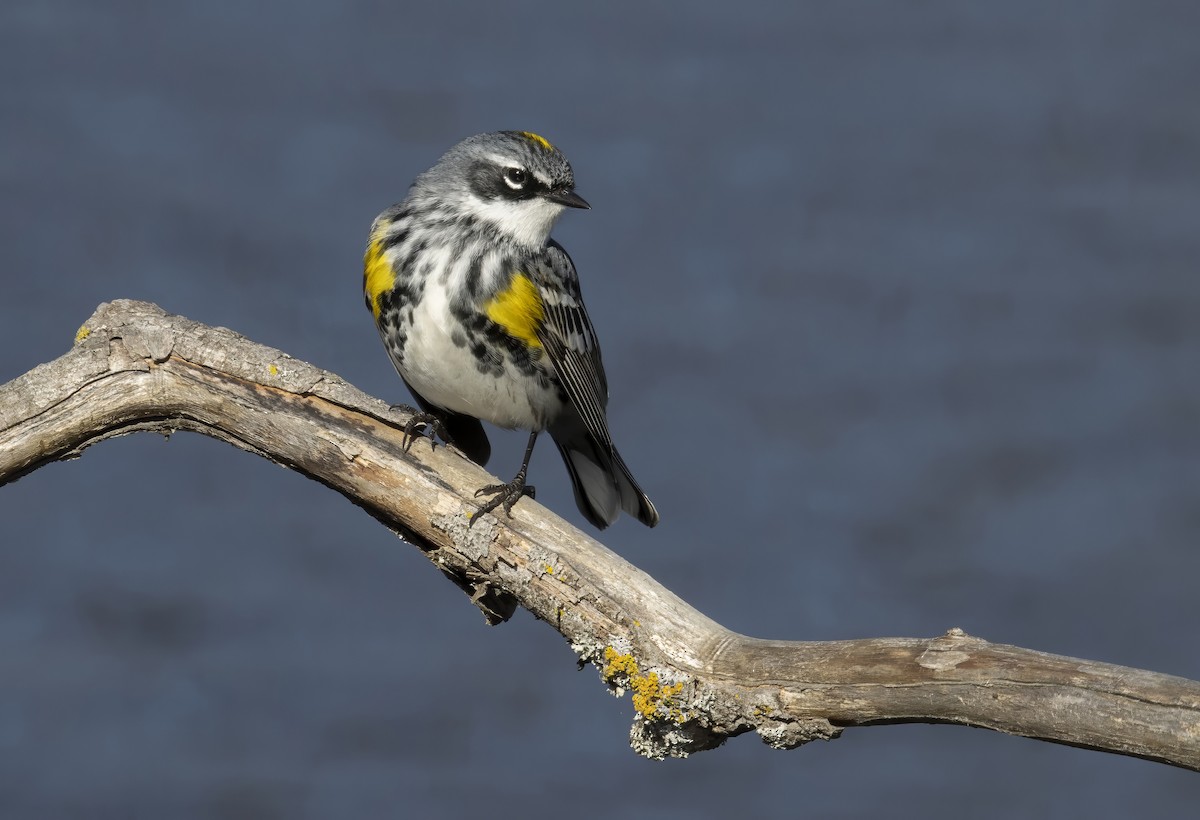 Taçlı Ötleğen - ML646209484