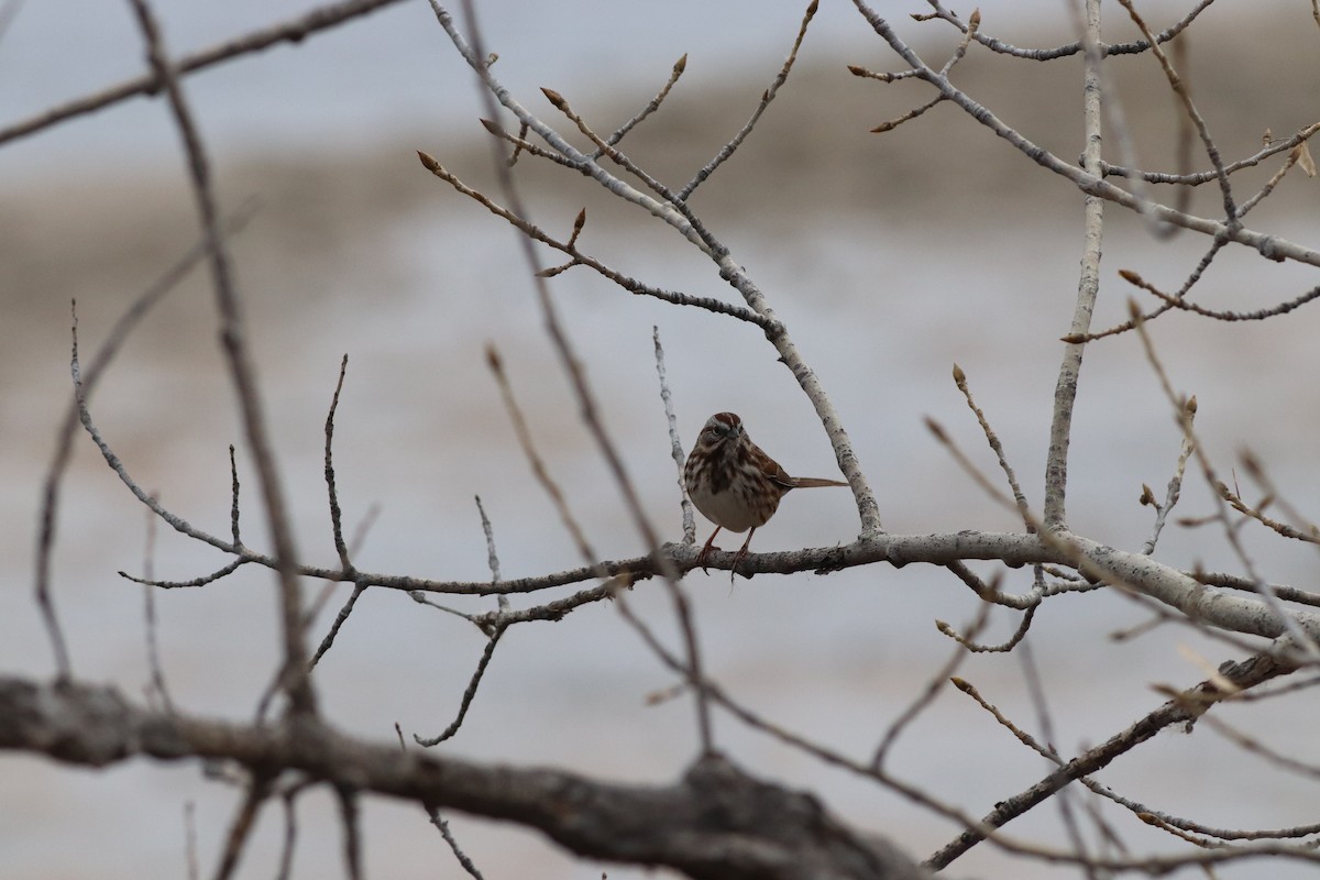 Пасовка співоча - ML646209495