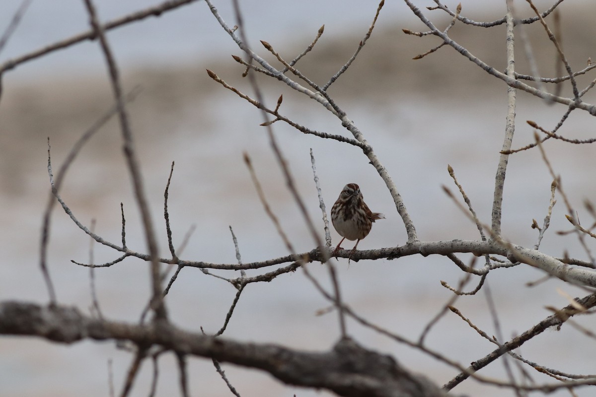 Пасовка співоча - ML646209496