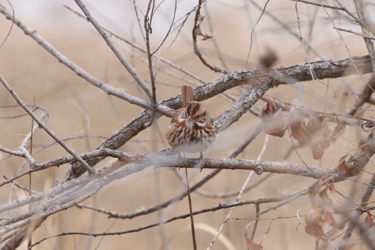 Пасовка співоча - ML646209497