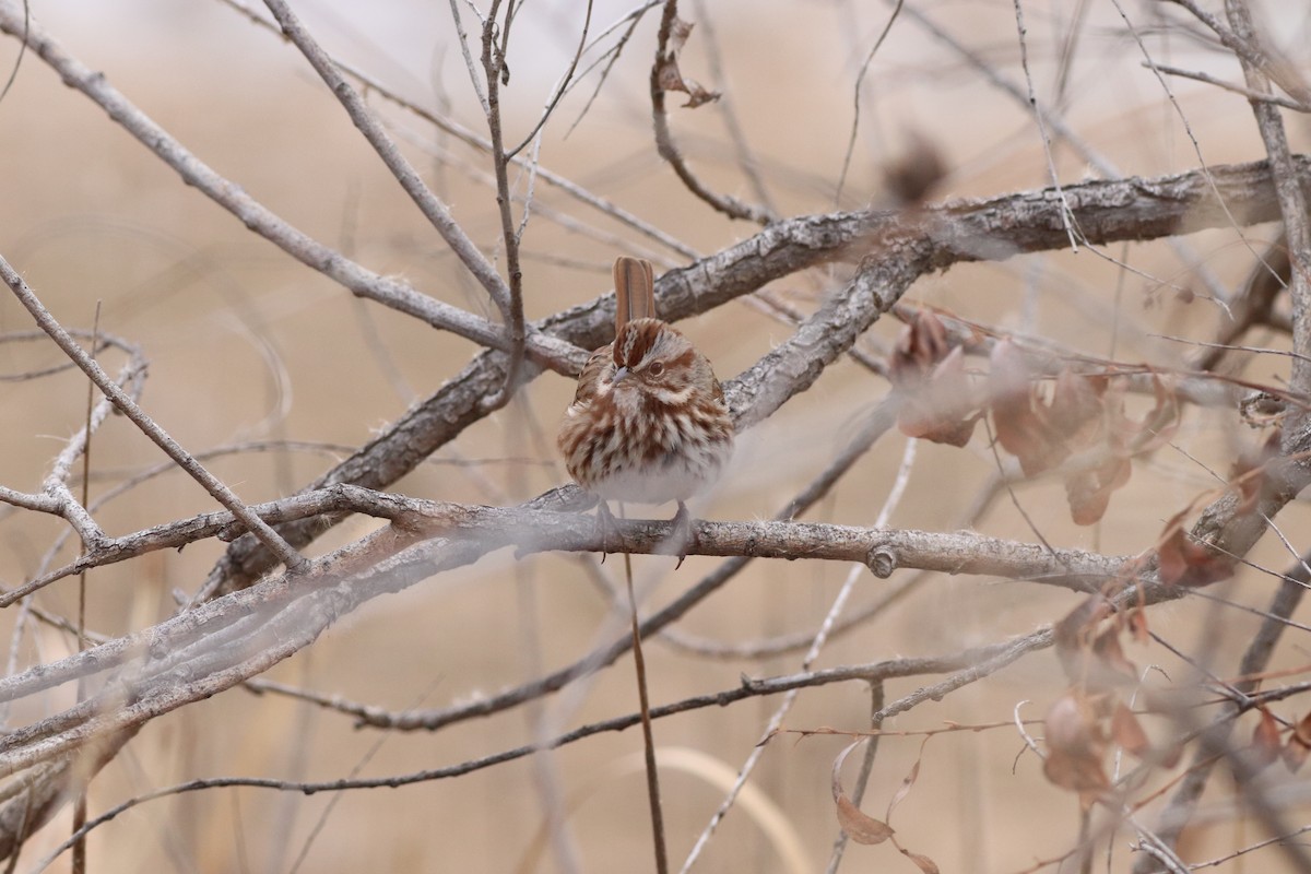 Пасовка співоча - ML646209498