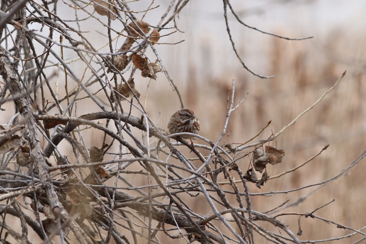 Пасовка співоча - ML646209499