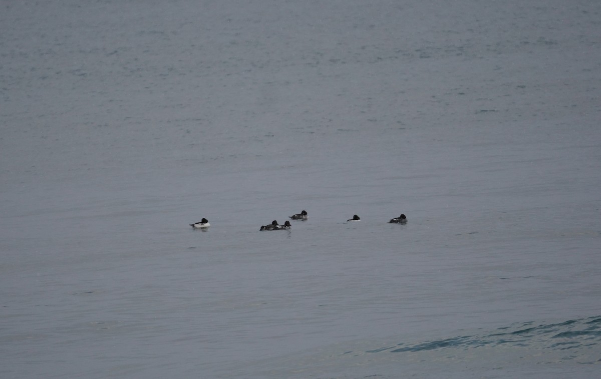 Common Goldeneye - ML646209500