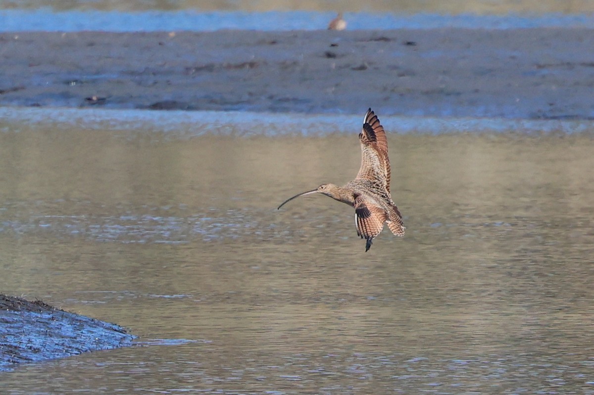 Кульон американський - ML646209503