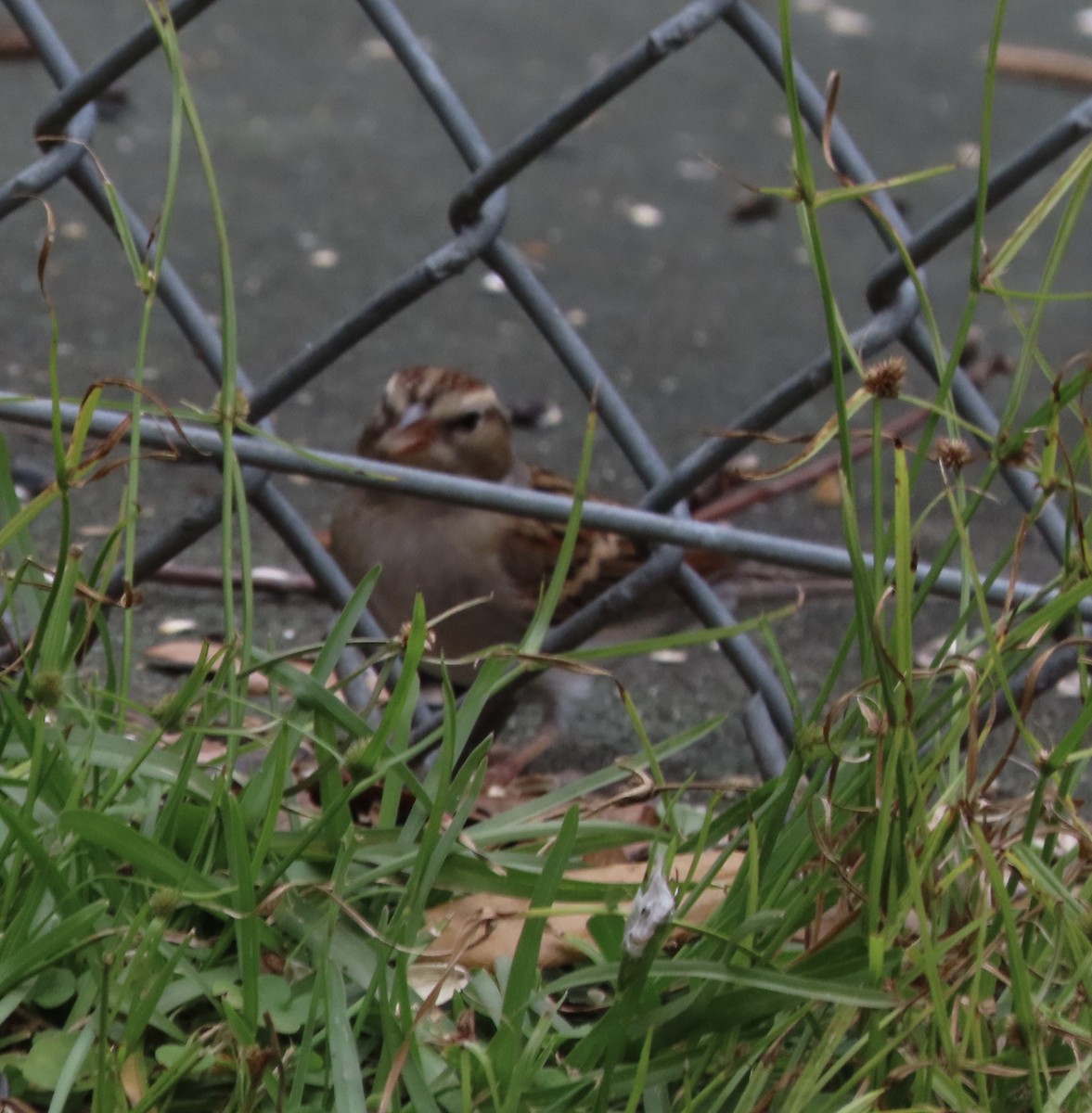 Карнатка білоброва - ML646209506