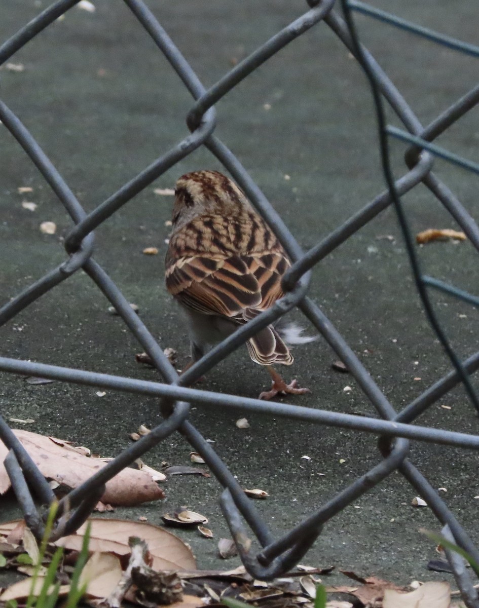 Карнатка білоброва - ML646209508