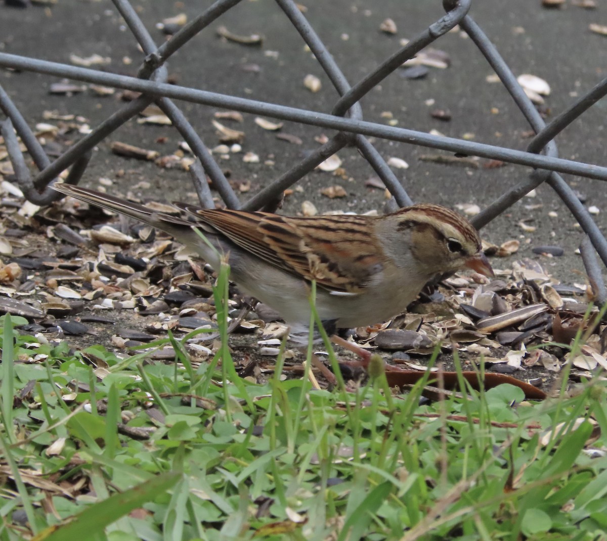 Карнатка білоброва - ML646209509