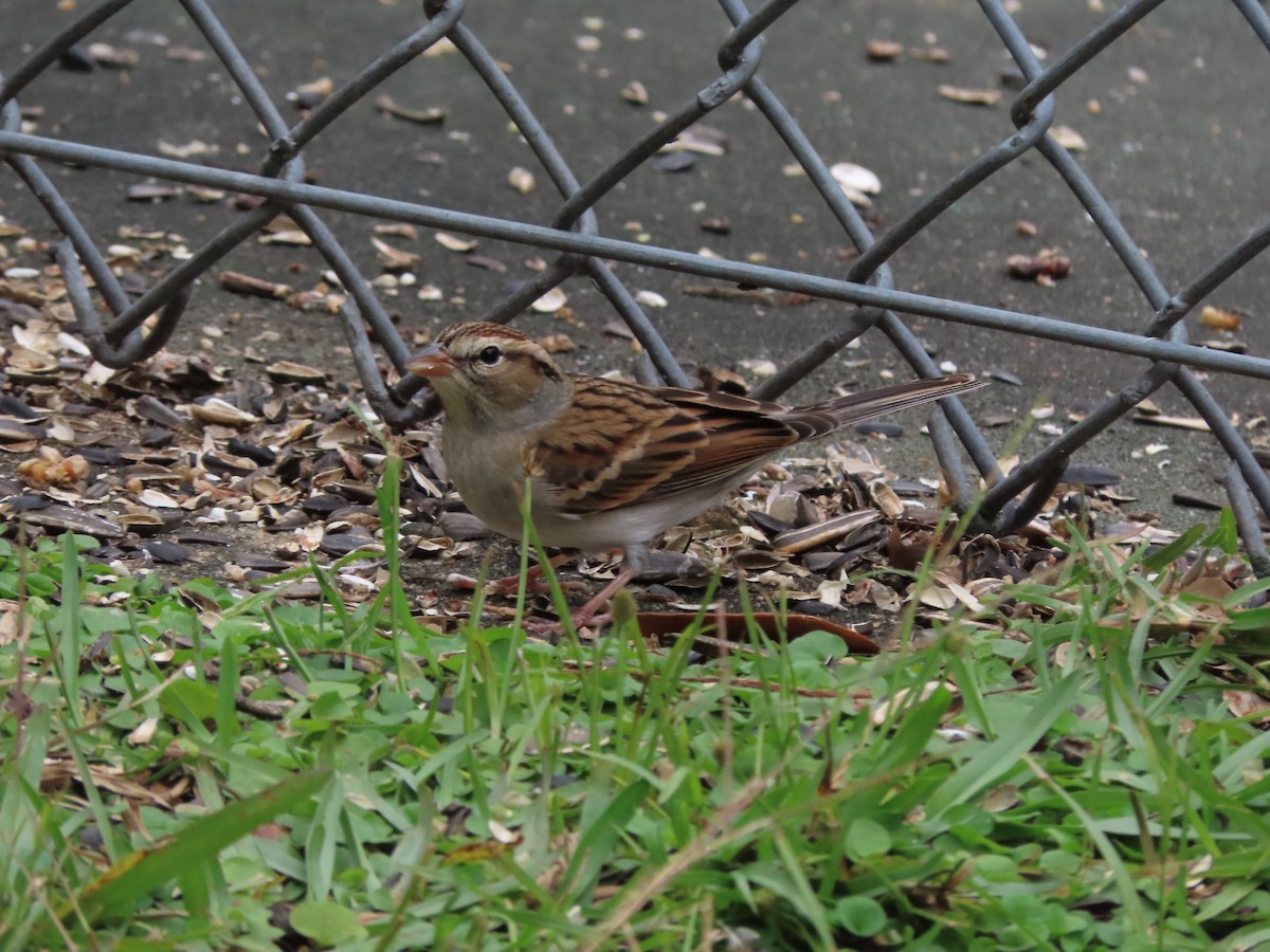 Карнатка білоброва - ML646209510