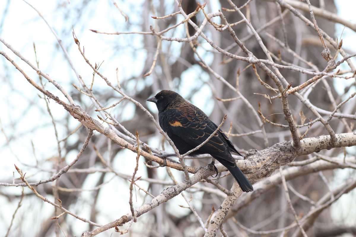 Еполетник червоноплечий - ML646209511