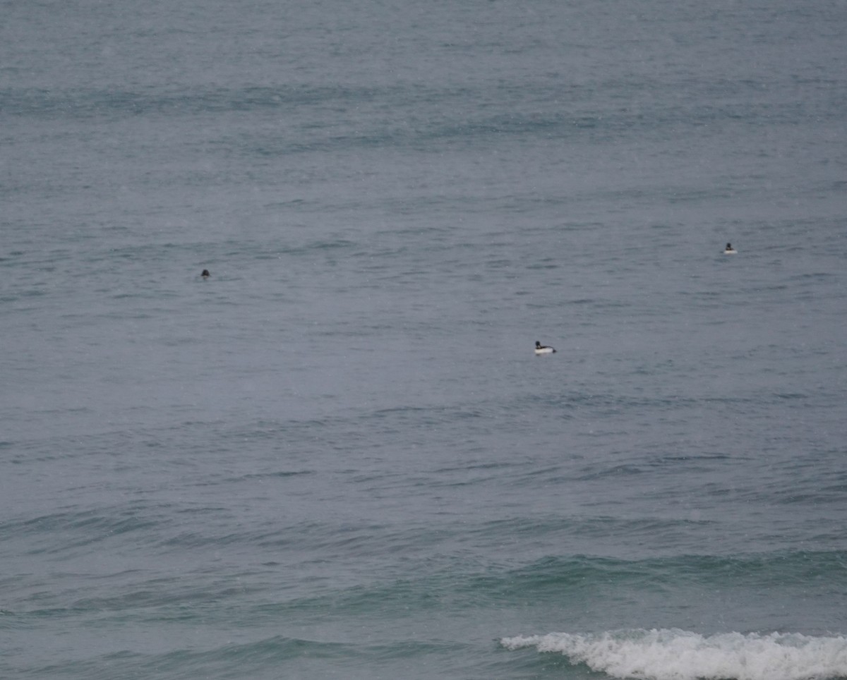 Common Goldeneye - ML646209512