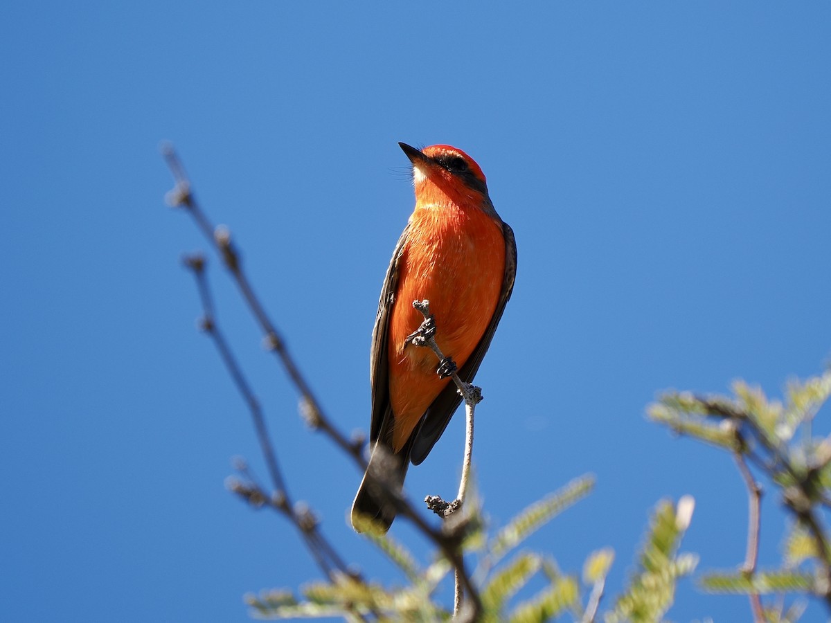 Vermilion Flycatcher - ML646209513