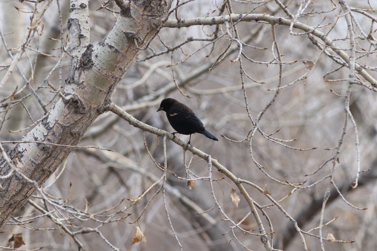 Еполетник червоноплечий - ML646209514