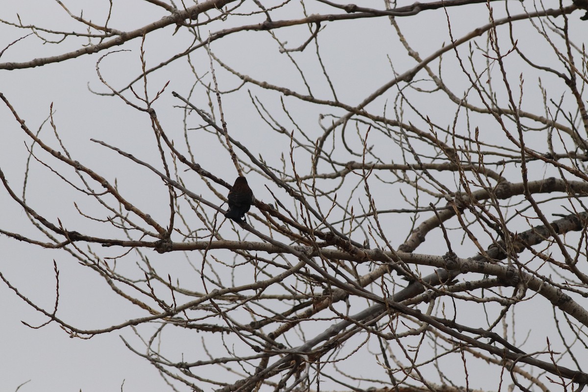 Еполетник червоноплечий - ML646209515