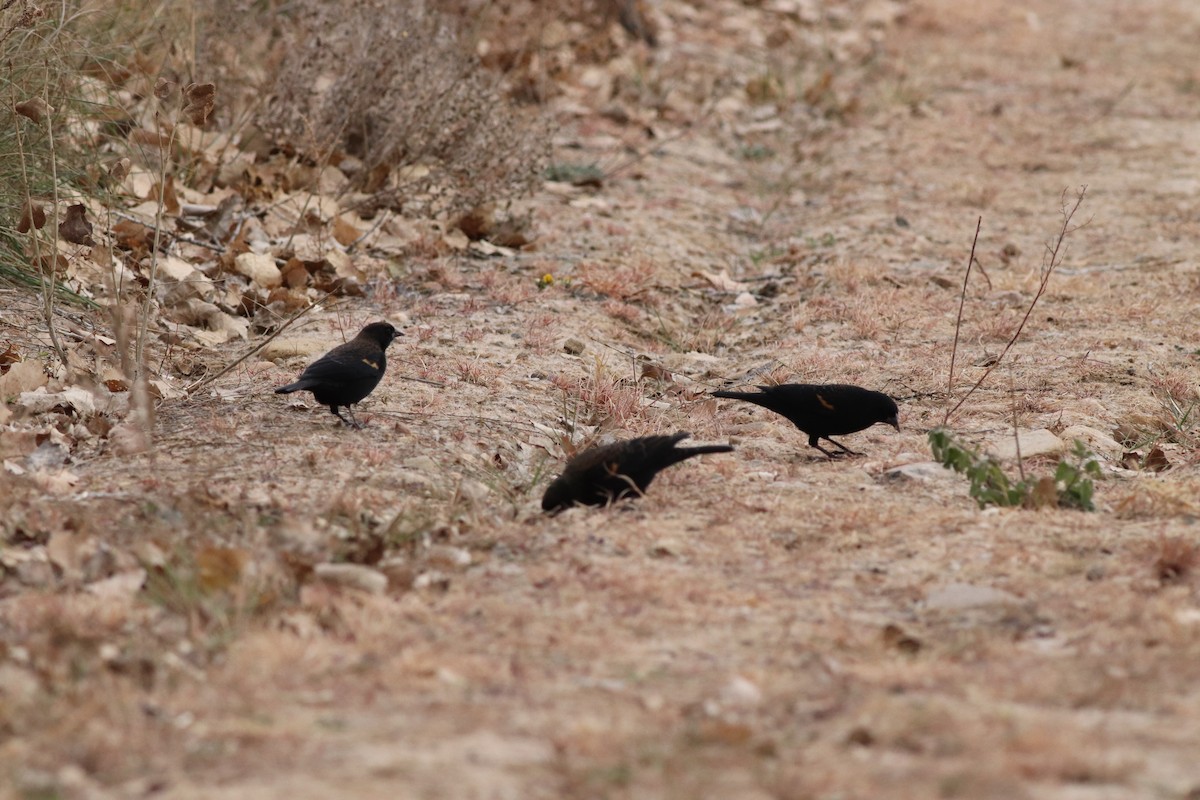 Еполетник червоноплечий - ML646209516