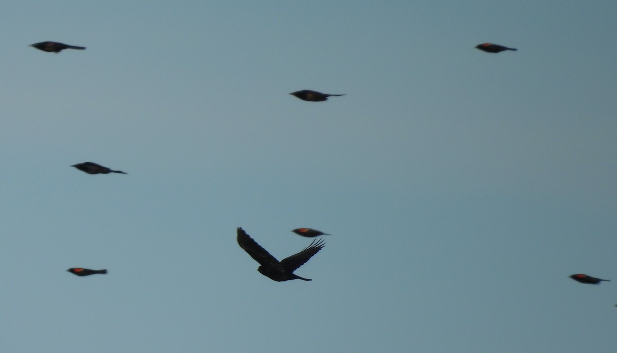 Ворона американська - ML646209521