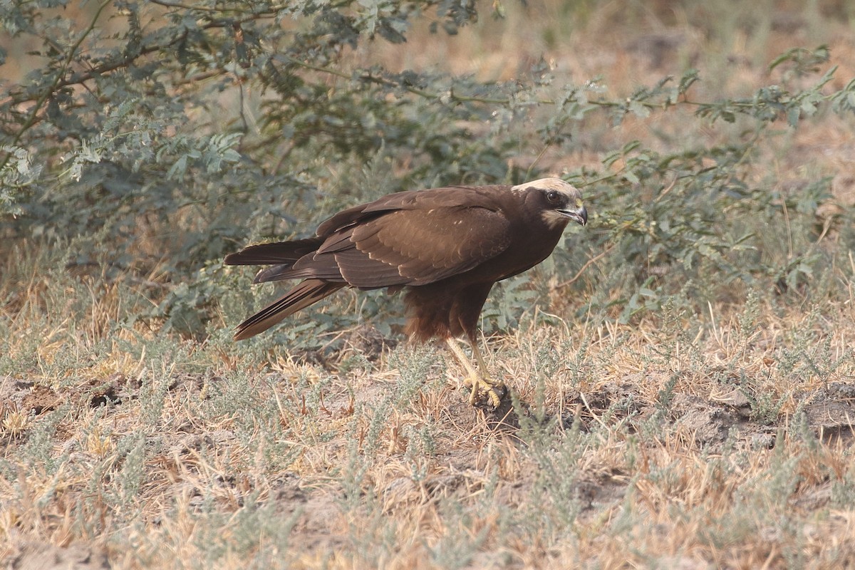Лунь очеретяний - ML646209522
