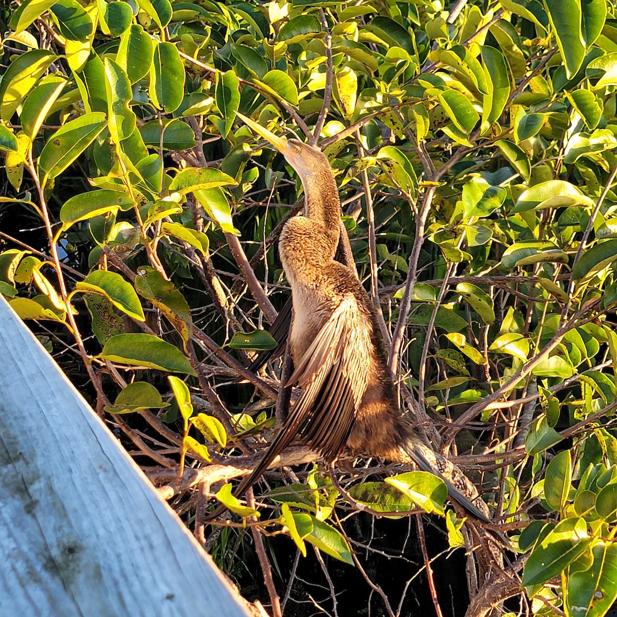 Змієшийка американська - ML646209523