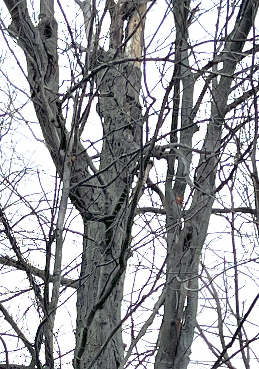 Сплюшка північна - ML646209524