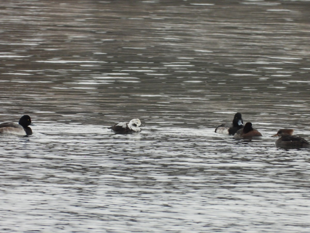 Морянка - ML646209525