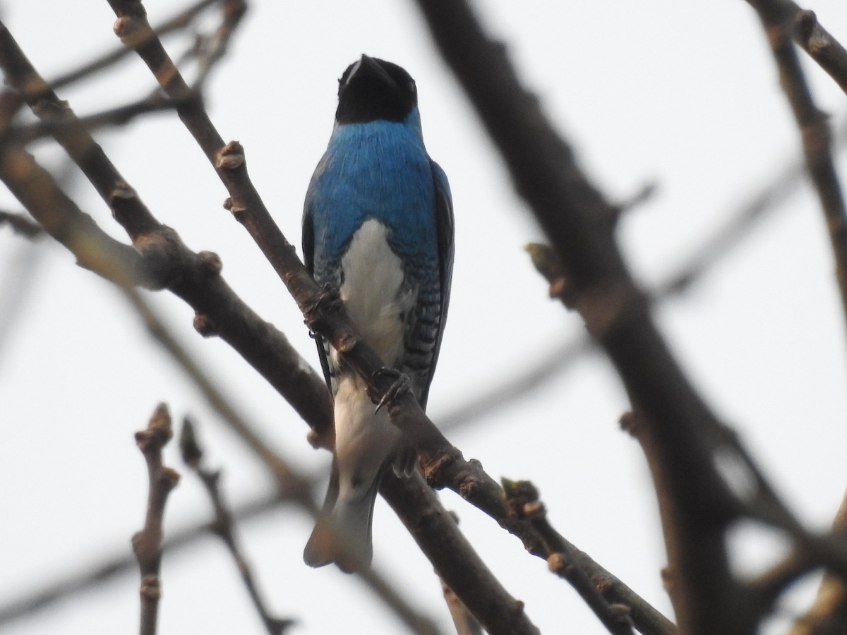 Терзина - ML646209526